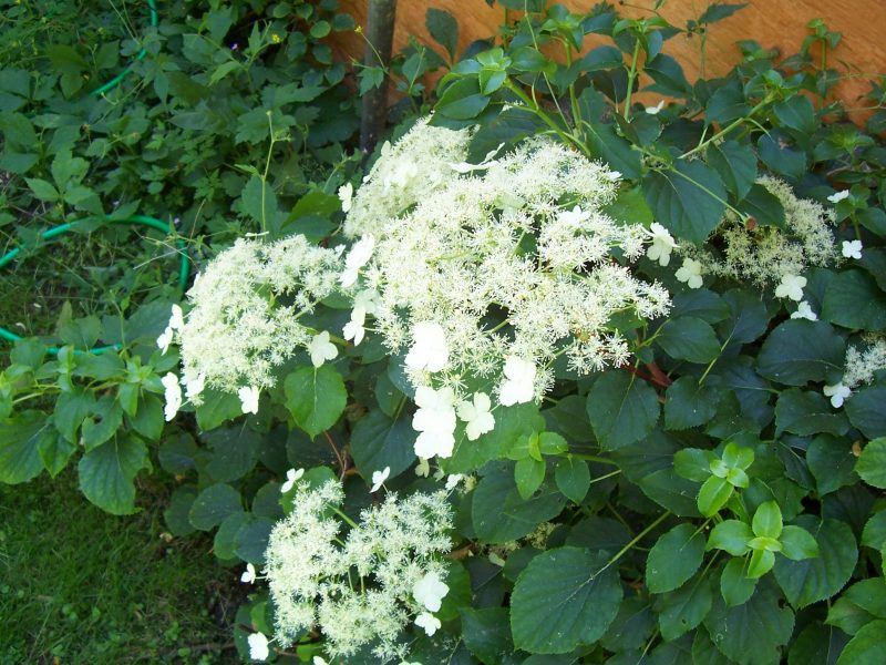 Гортензия вьющаяся (черешковая, Hydrangea petiolaris): посадка и уход