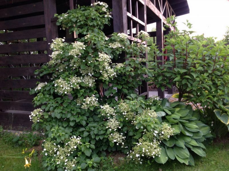 Гортензия вьющаяся (черешковая, Hydrangea petiolaris): посадка и уход