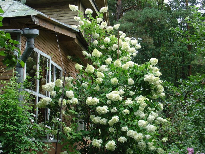 Гортензия вьющаяся (черешковая, Hydrangea petiolaris): посадка и уход