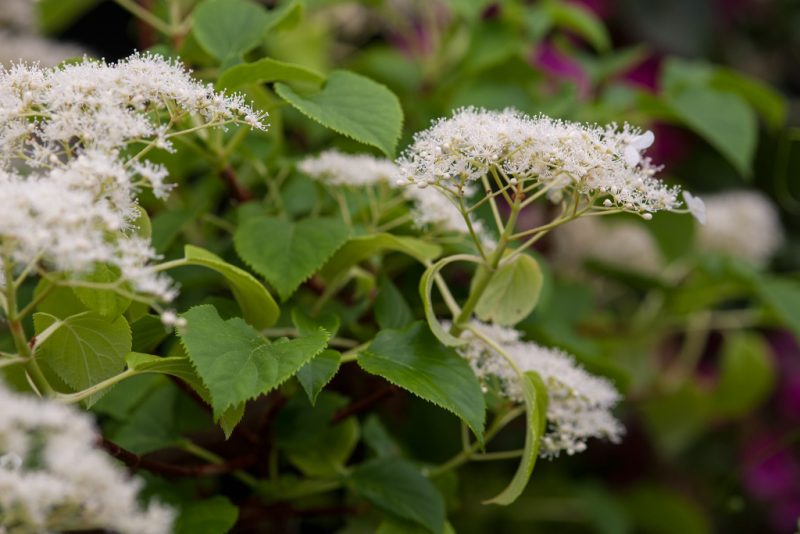 Гортензия вьющаяся (черешковая, Hydrangea petiolaris): посадка и уход