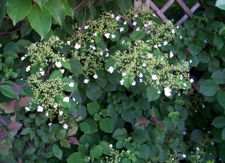 Гортензия вьющаяся (черешковая, Hydrangea petiolaris): посадка и уход