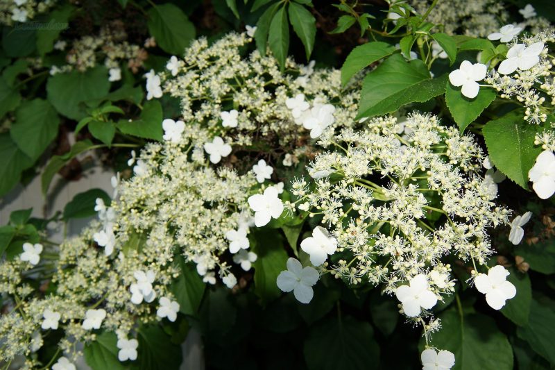 Гортензия вьющаяся (черешковая, Hydrangea petiolaris): посадка и уход