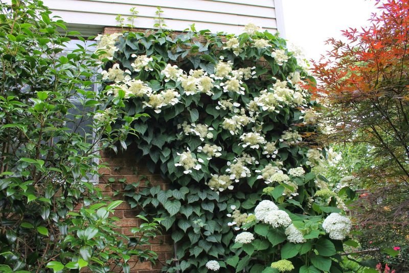 Гортензия вьющаяся (черешковая, Hydrangea petiolaris): посадка и уход