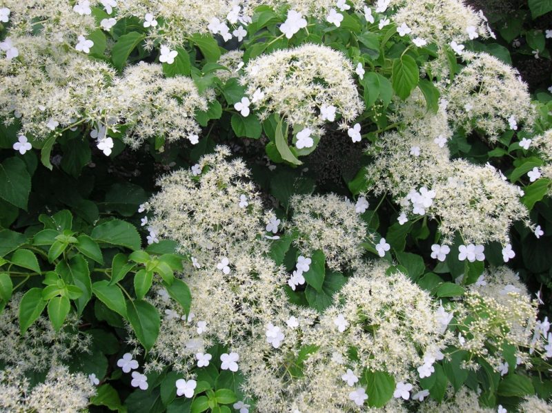 Гортензия вьющаяся (черешковая, Hydrangea petiolaris): посадка и уход