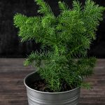 Как вырастить хвойное дерево араукария разнолистная в домашних условиях