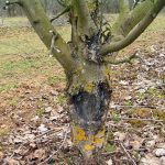 Заболевание плодовых деревьев черный рак и борьба с ним