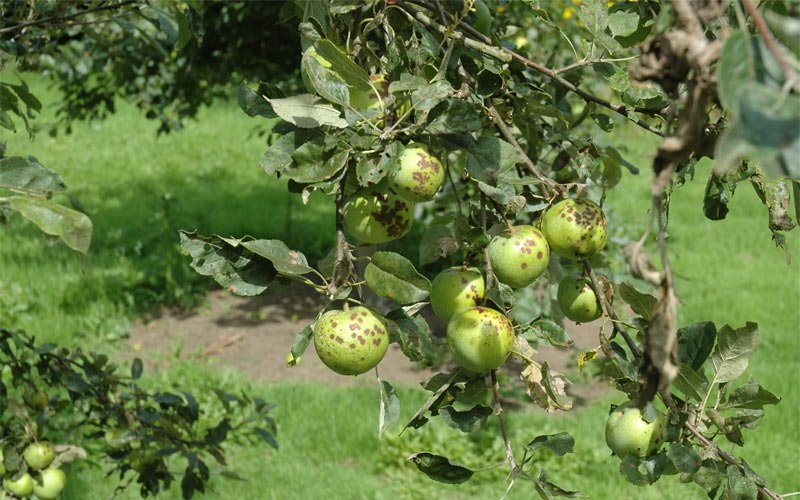 Болезнь плодовых деревьев парша: фото и лечение