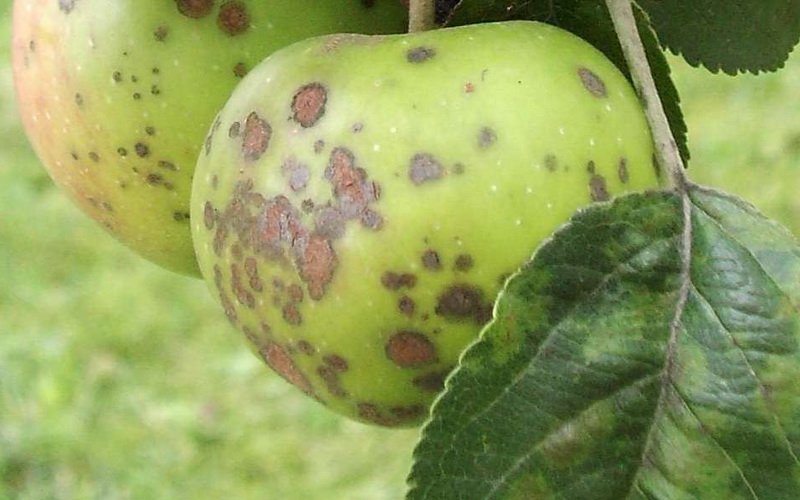 Болезнь плодовых деревьев парша: фото и лечение фото