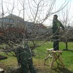Болезнь фруктовых деревьев плодовая гниль: фото и лечение 