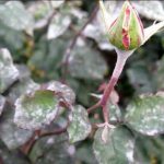 Грибковое заболевание роз мучнистая роса: фото и лечение