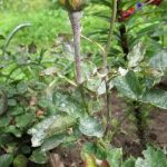 Грибковое заболевание роз мучнистая роса: фото и лечение