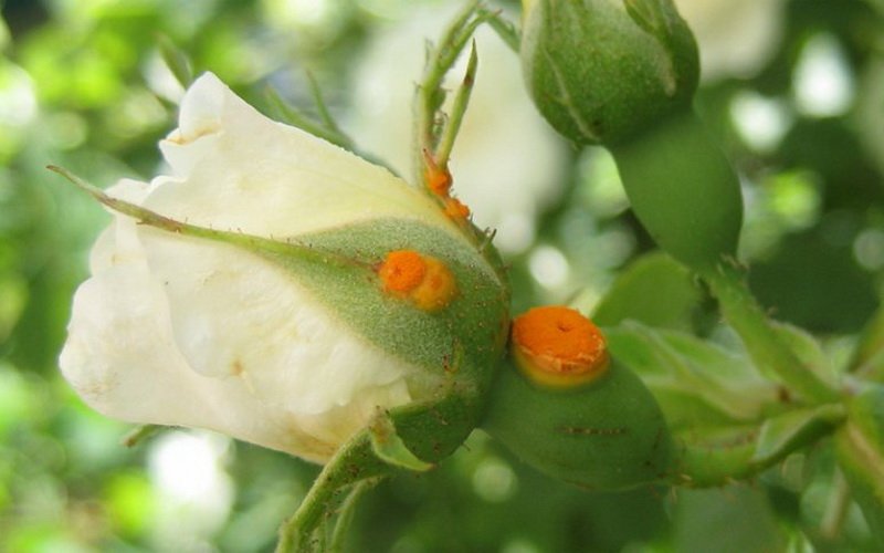Ржавчина роз: фото и лечение при борьбе с болезнью