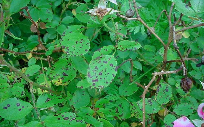 Болезнь листьев роз черная пятнистость: фото и чем лечить