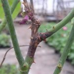 Грибковое заболевание ожог ветвей роз: фото и меры борьбы 
