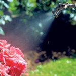 Серая гниль на розах: как бороться с болезнью