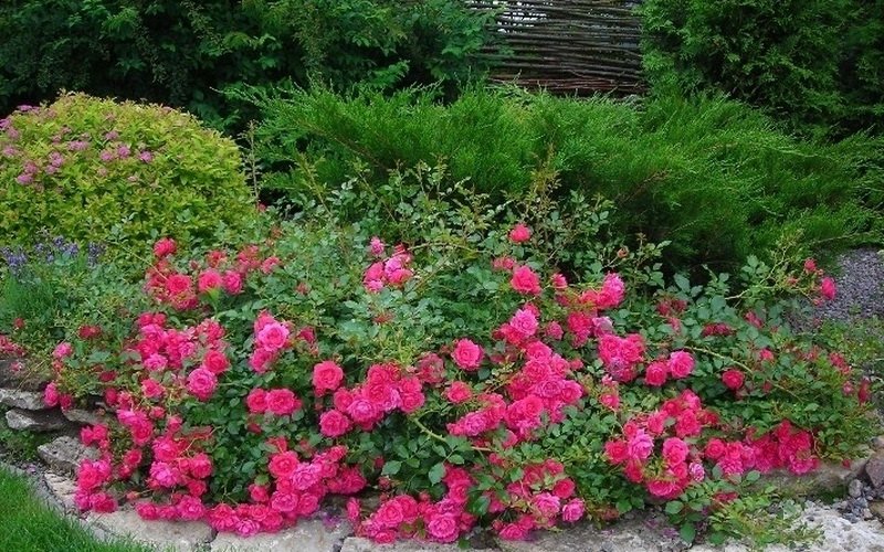 Почвопокровные розы в дизайне сада на фото