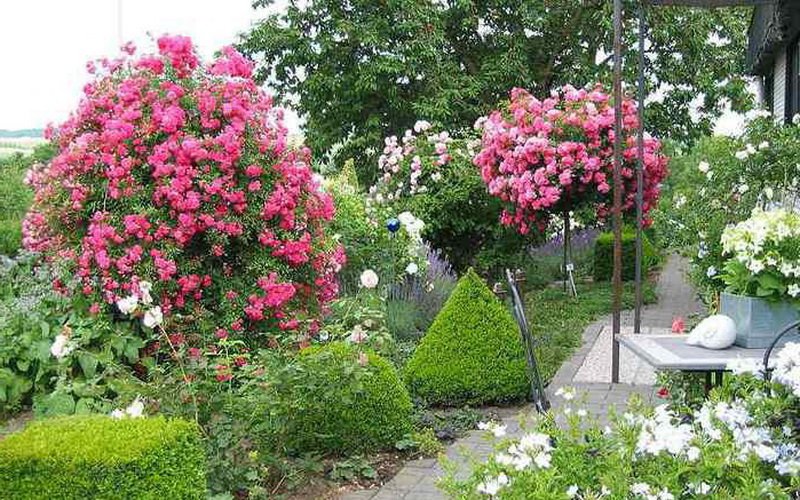 Штамбовые розы в ланшафтном дизайне сада (фото)