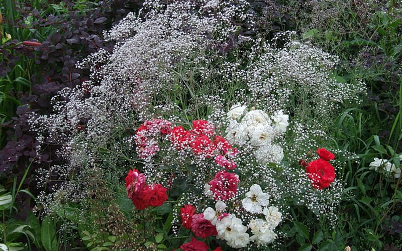 Розы в садовом дизайне гармонично смотрятся с гипсофилой на фото