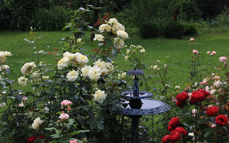 Белые розы гармонично сочетаются со всеми цветами радуги на фото