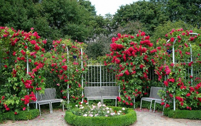 Розы в ландшафтном стиле в виде огромного цветника (фото)