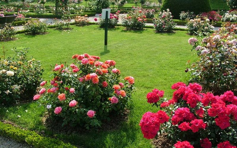 Розы в ландшафтном стиле в виде огромного цветника (фото)