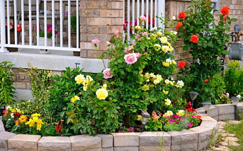 Группы розовых кустов в посадках сада на фото