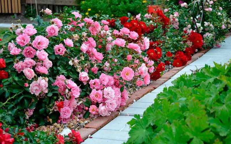 Розы в дизайне вашего сада: оформление клумбы (с фото) фото