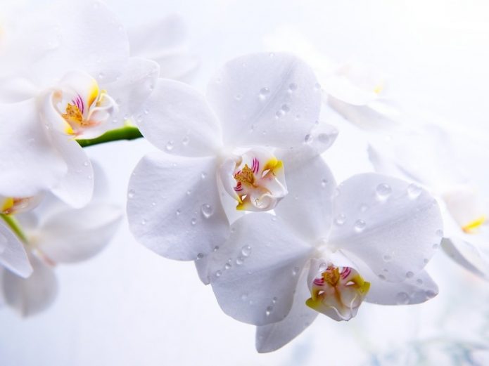 Белая орхидея
