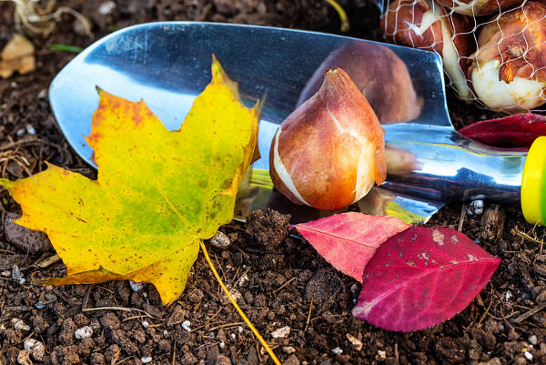 bulb autumn planting tips