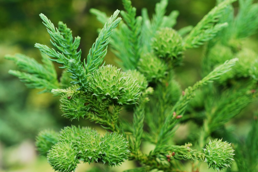 Cryptomeria-japonica-1