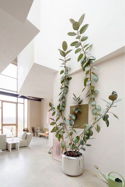 Tall ceiling allow big plants