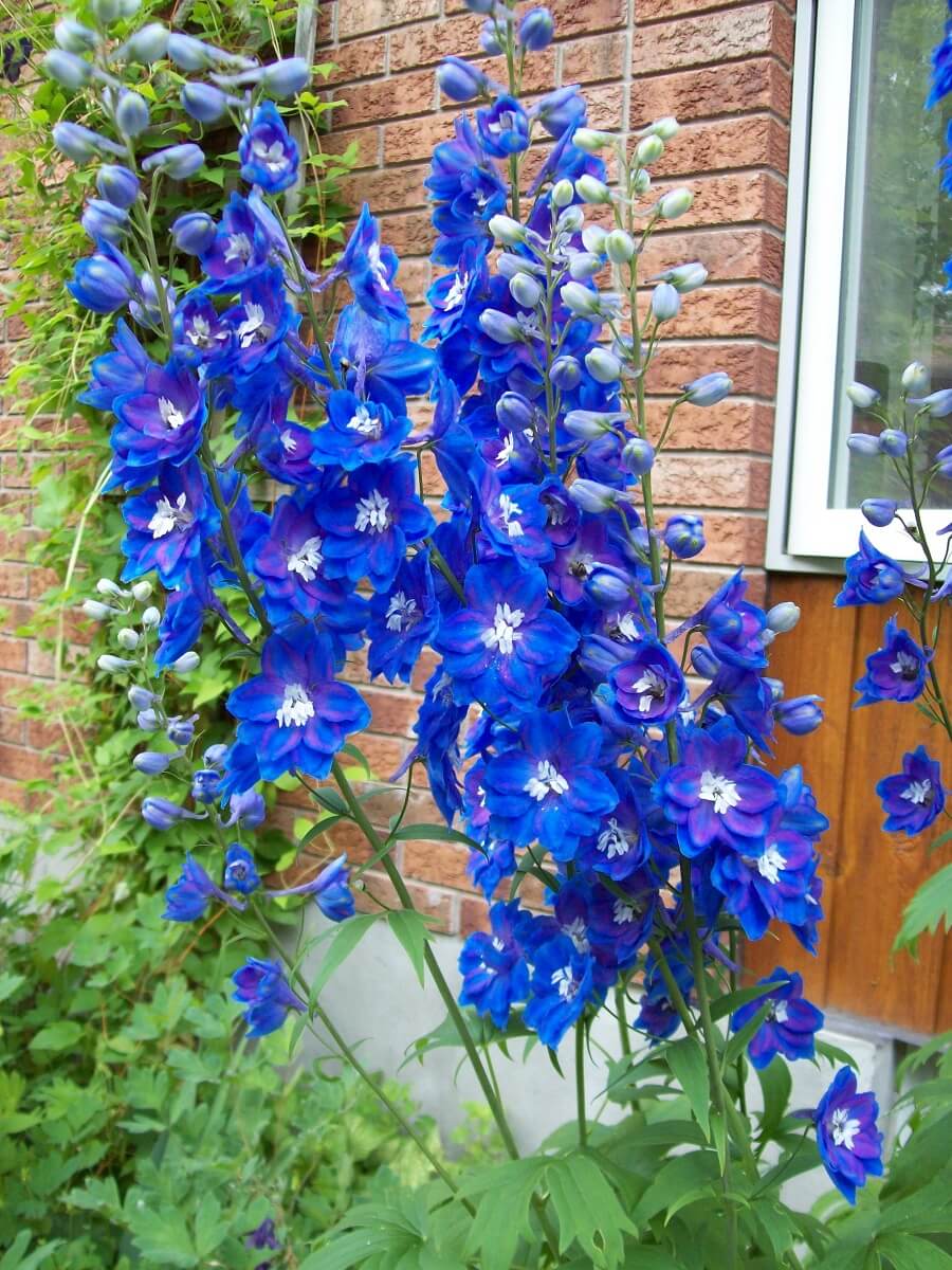 delphiniums in full bloom