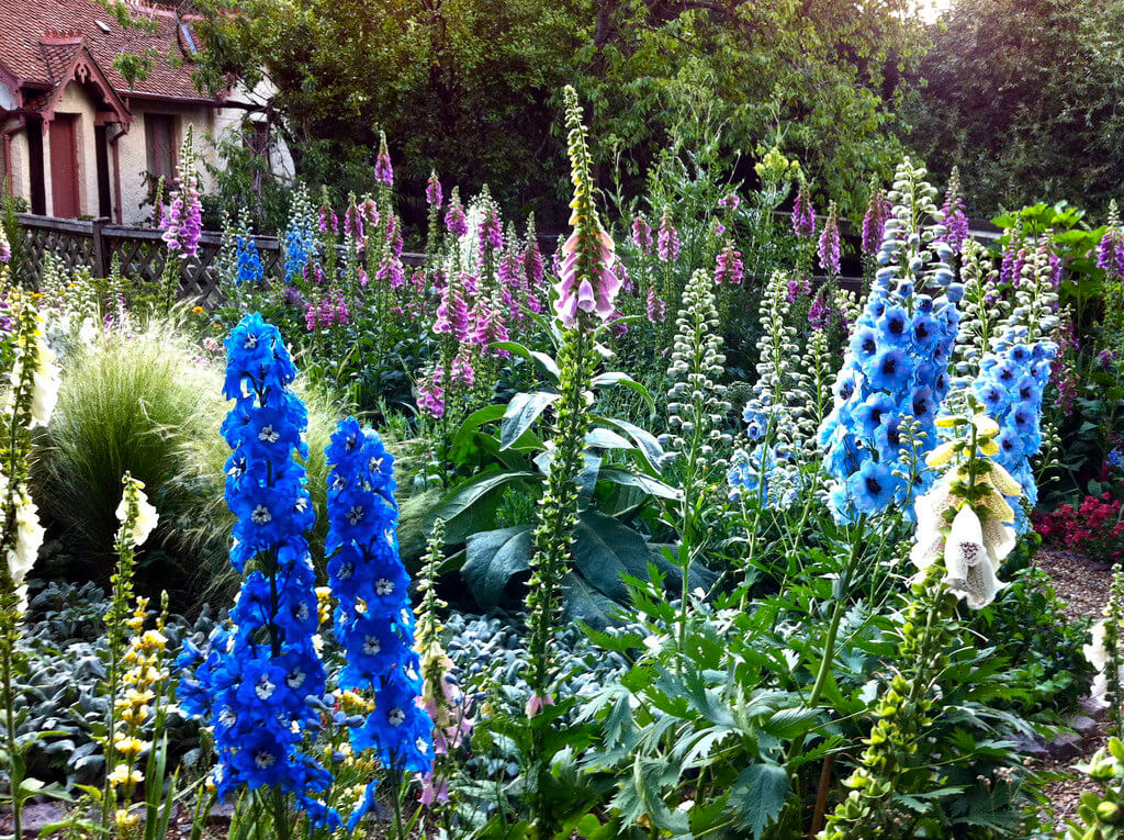 delphiniums and other flowers