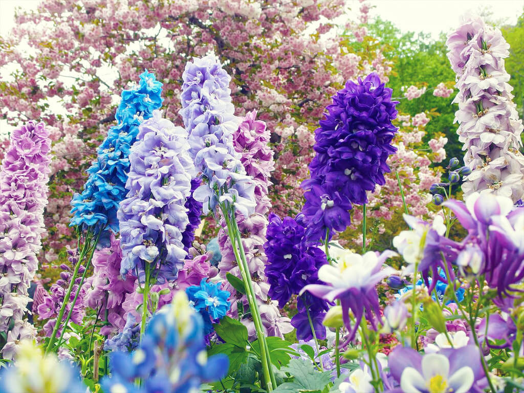 Цветы открытого грунта фото. Огородный дельфиниум. Дельфиниум Delphinium Alpestre. Цветы дельфиниум Радуга. Дельфиниум и ирисы.