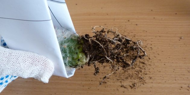Как ухаживать за кактусом: Корневая система