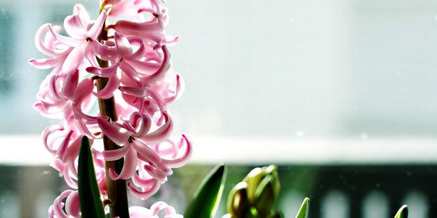 Для желающих вырастить гиацинт уход за ним — тема актуальная и животрепещущая: как ухаживать за гиацинтом во время цветения