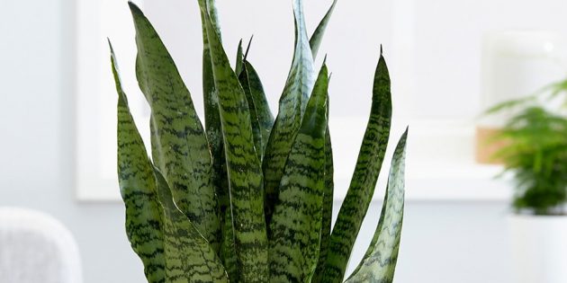 Тенелюбивые комнатные растения: сансевиерия зейланика