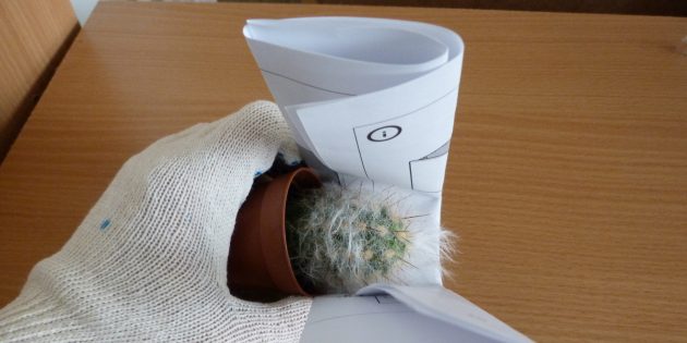 Как пересадить цветок: если пересаживаете кактус, берите его с помощью свёрнутой бумаги