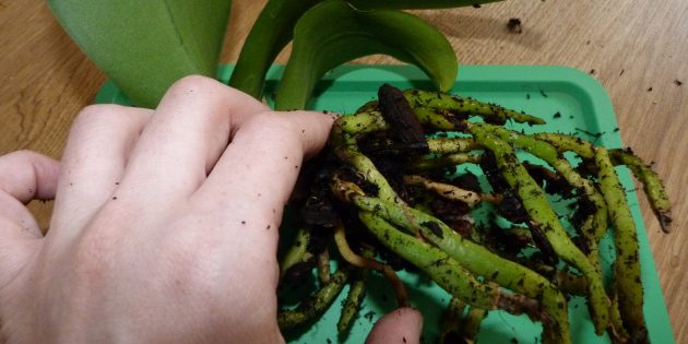 Как пересадить орхидею: Часть корней внутри горшка может быть не зелёными