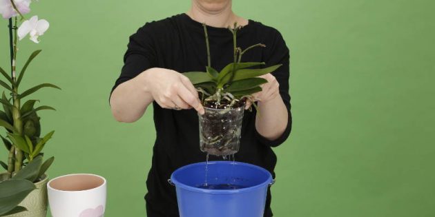 Как поливать орхидею: поднимите горшок, чтобы избавиться от излишков воды