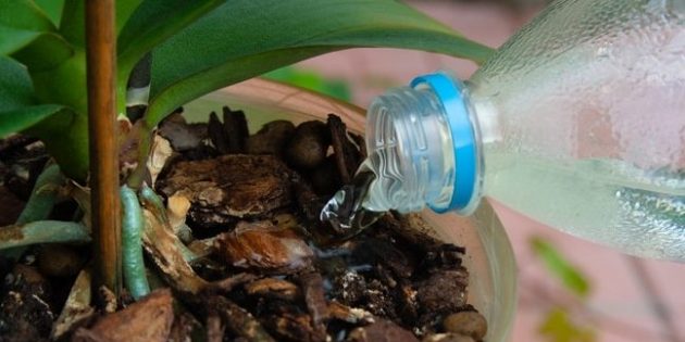 Как поливать орхидею: старайтесь на попадать на само растение, когда наливаете воду