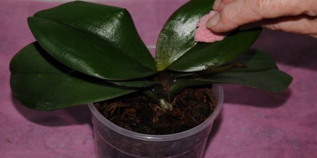 Как поливать орхидею: аккуратно протирайте листья влажной губкой