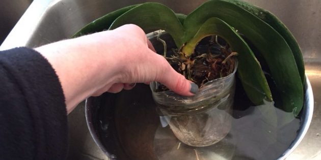 Как поливать орхидею: для погружения возьмите глубокий таз или другую ёмкость