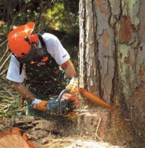 Как правильно спилить дерево бензопилой