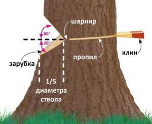 Как правильно завалить дерево бензопилой
