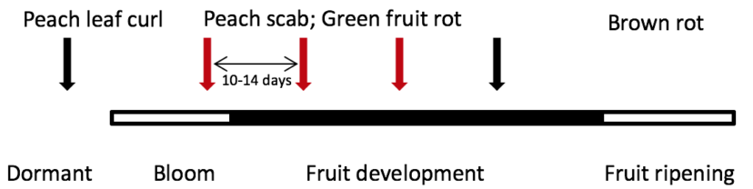 Spray Schematic for Peaches