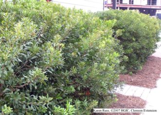 Common waxmyrtle (Morella cerifera) growing as a hedge in a beach community.