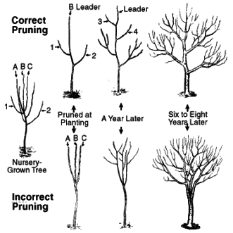 Image depicts correct and incorrect pruning of an apple tree.