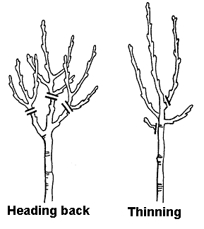 Image depicts two basic cuts for heading and thinning the terminal portion of shoots and limbs.