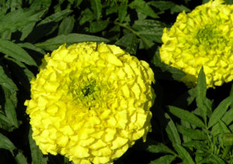 ‘Park’s Whopper’, an African marigold with extra large flowers. 